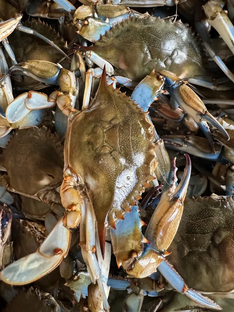 Chesapeake Blue Crab